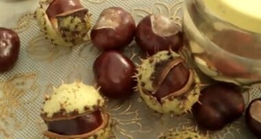 The use of horse chestnuts for the treatment of varicose veins