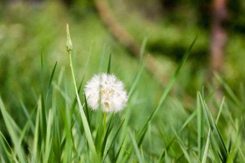 Dandelion - folk remedy for varicose veins